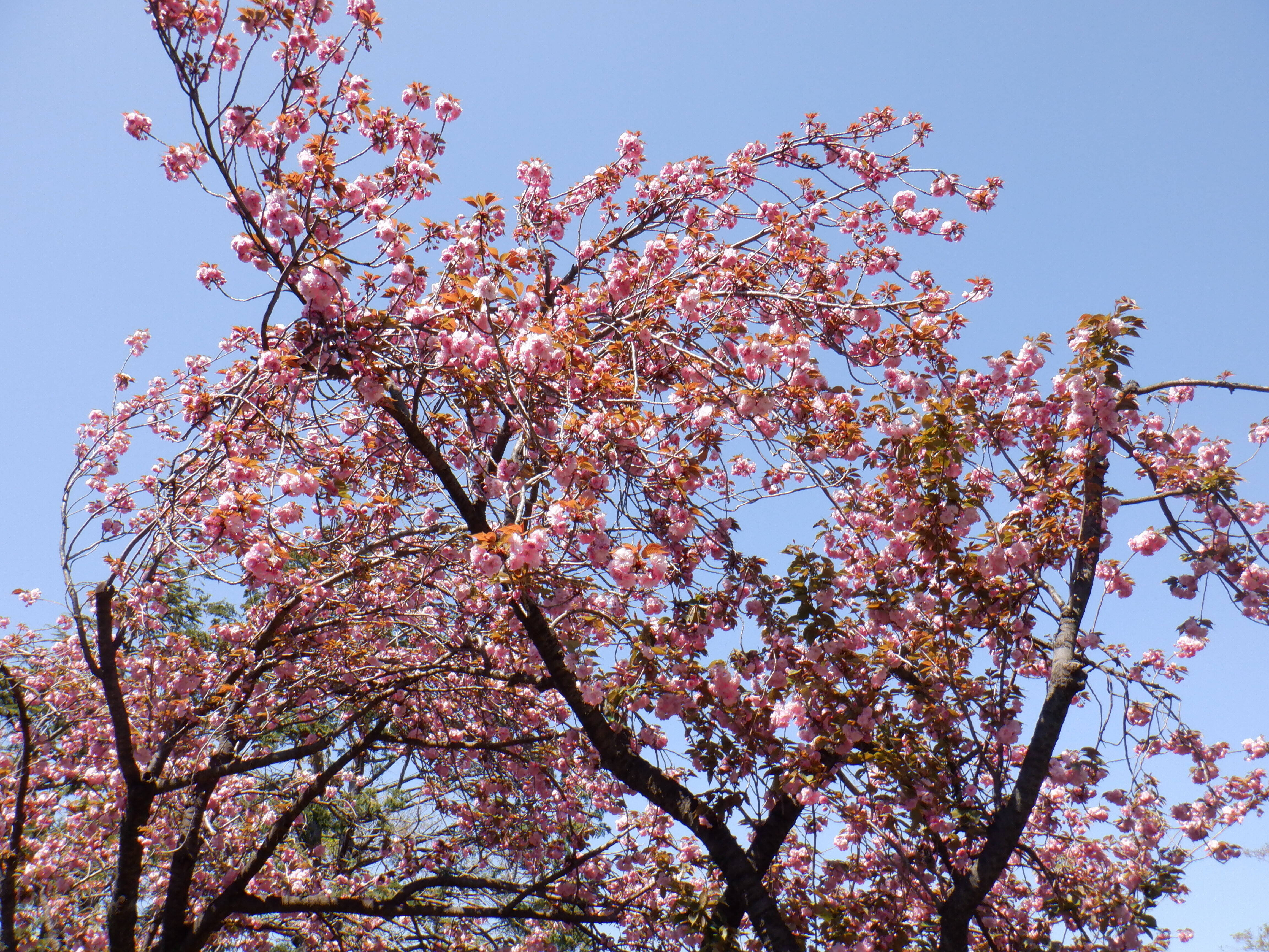 八重桜が見頃です。の写真