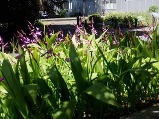 花壇広場の花（4月19日）