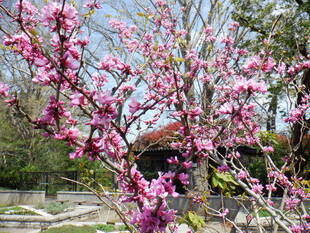 ハナズオウが綺麗です。