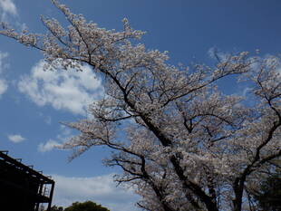 桜開花情報２０２０（４月２日）補助陸上競技場付近（主園路）エリア