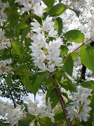 白い花「ウツギ」