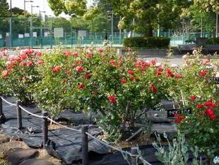 花壇広場のバラ（その２）