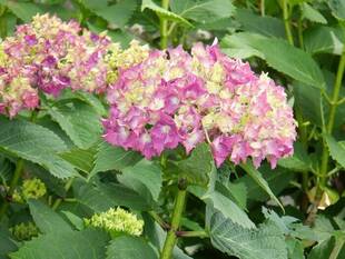 アジサイの時期になりました！