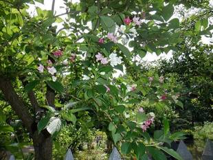 今日のお花紹介（流れ付近）
