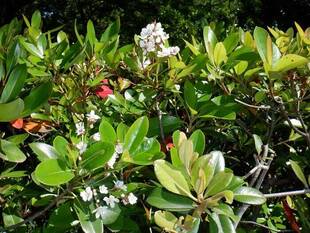 連休明けのお花たち