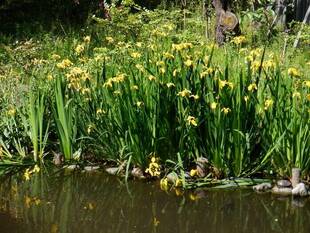 連休明けのお花たち　Vol.２