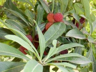 ヤマモモの果実