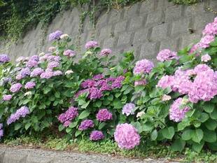 あじさい（その２）