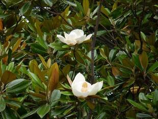 タイサンボク（その２）