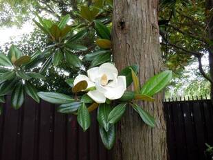 タイサンボクを知っていますか？