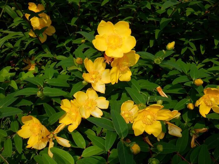 トリムコースも華やかに!の写真