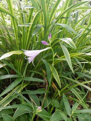 「ギボウシ」が咲き始めました。