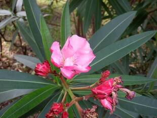 夏の花木「夾竹桃（キョウチクトウ）」