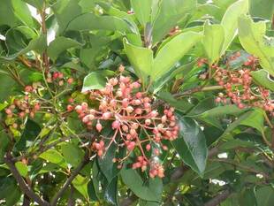 トリムコースにある樹木「珊瑚樹（サンゴジュ）」