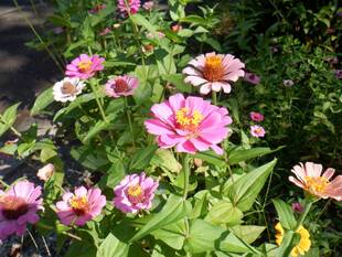 開花期間が長い「ジニア」