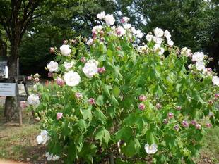 酔芙蓉（スイフヨウ）