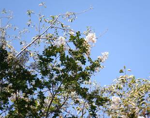  サルスベリ（その２）