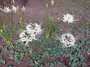 ヒガンバナ（彼岸花）