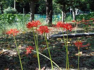 ヒガンバナ（彼岸花）～その２