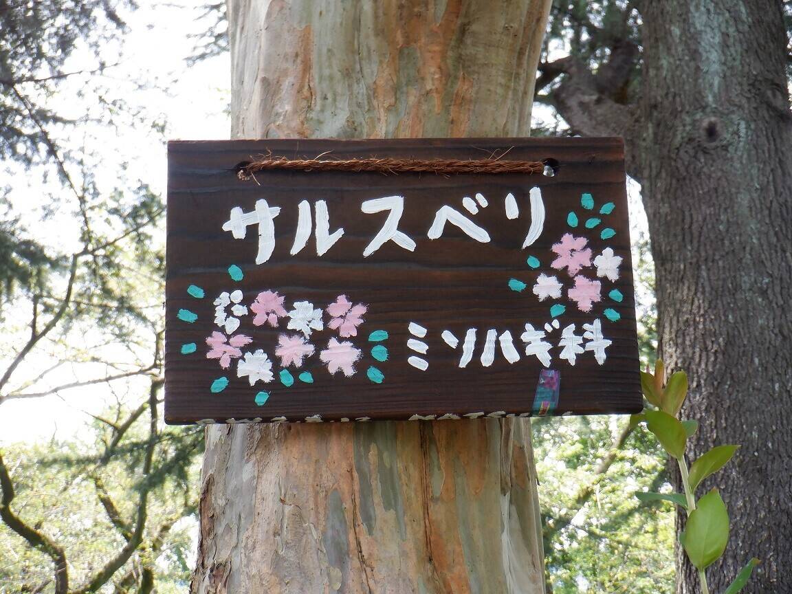 樹名板(じゅめいばん)~樹木(じゅもく)の名札~の写真