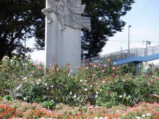 バラ（ロータリー花壇）