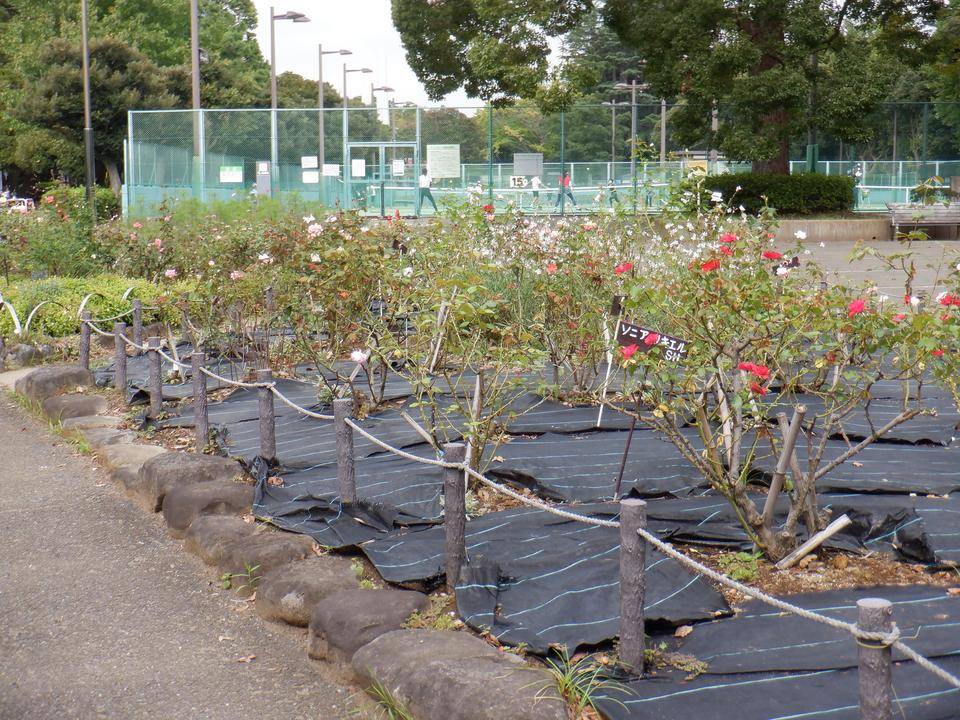 バラ(花壇広場)の写真