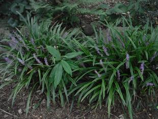 ヤブラン（藪蘭）が咲いています