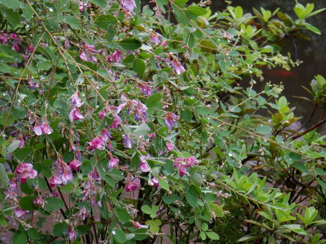 萩 ハギ ブログ 三ツ沢公園公式サイト 公益財団法人 横浜市緑の協会