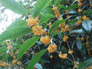 キンモクセイが満開です