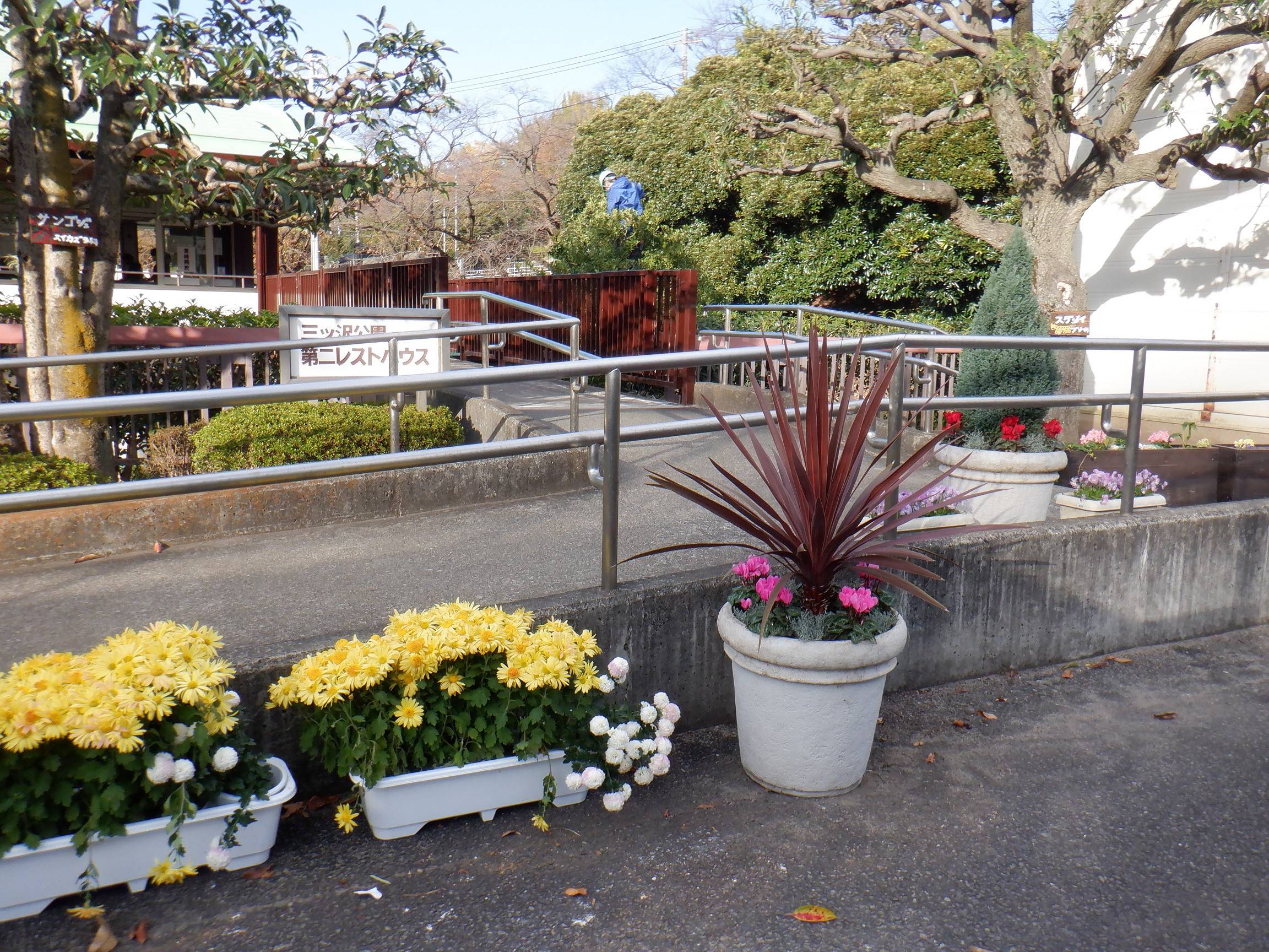 冬の花植え~第二レストハウスの写真