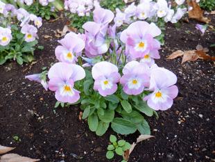 冬の花植え～自由広場花壇