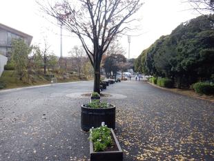 冬の花植え～主園路