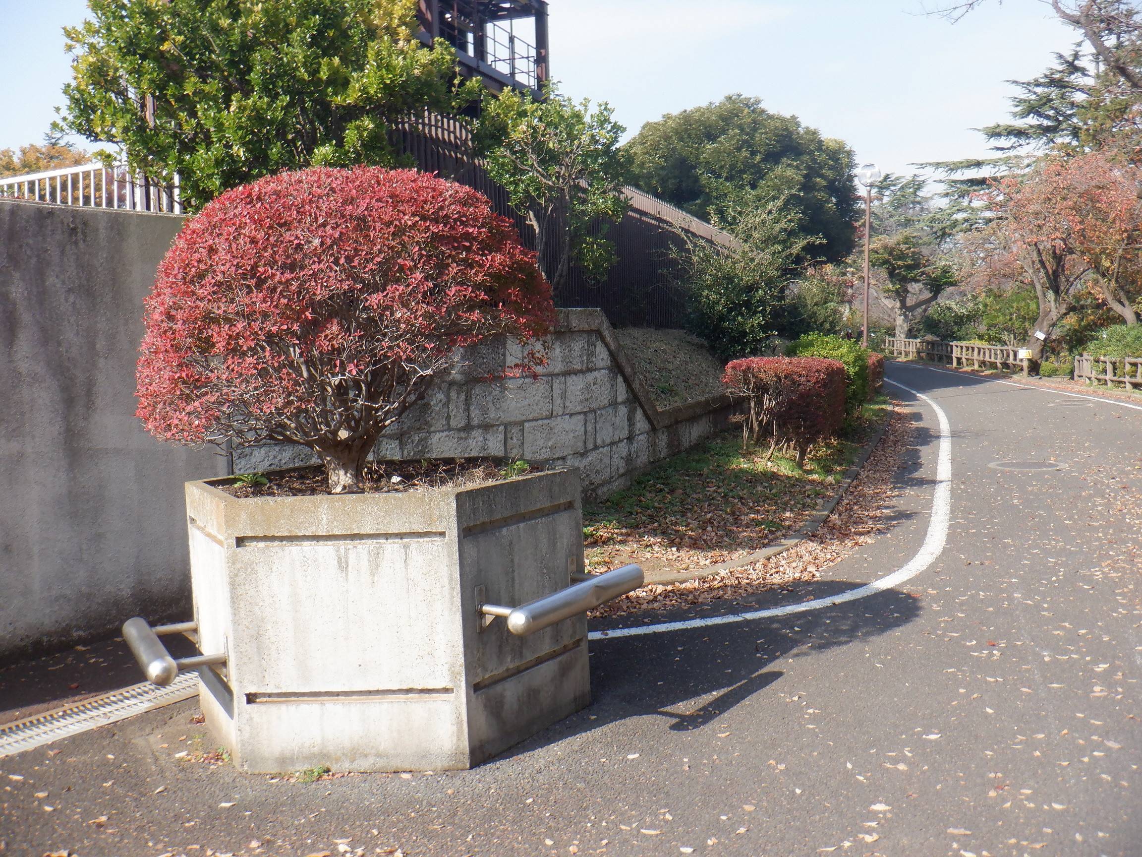 紅葉~vol.3の写真