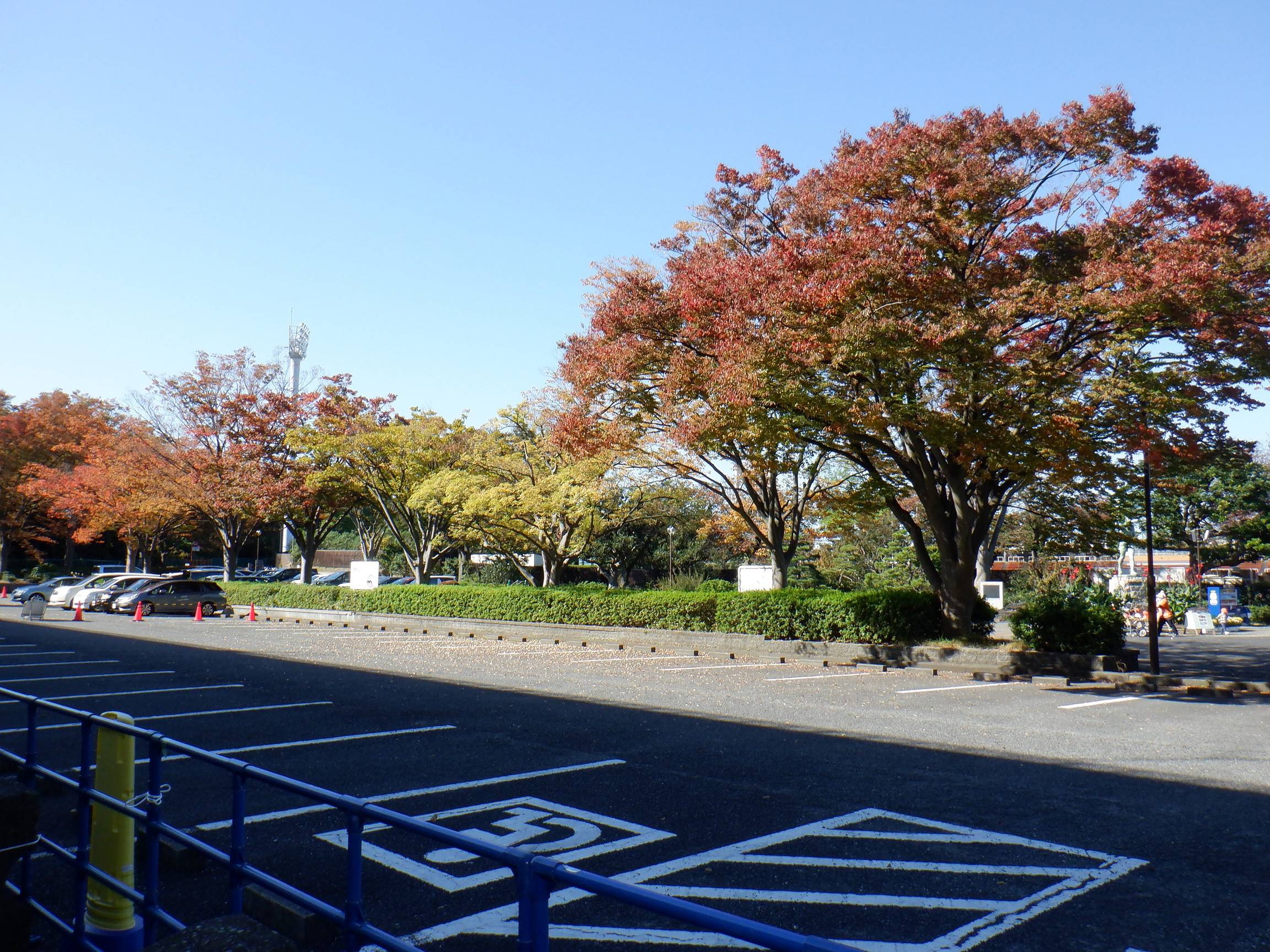 紅葉~vol.2の写真
