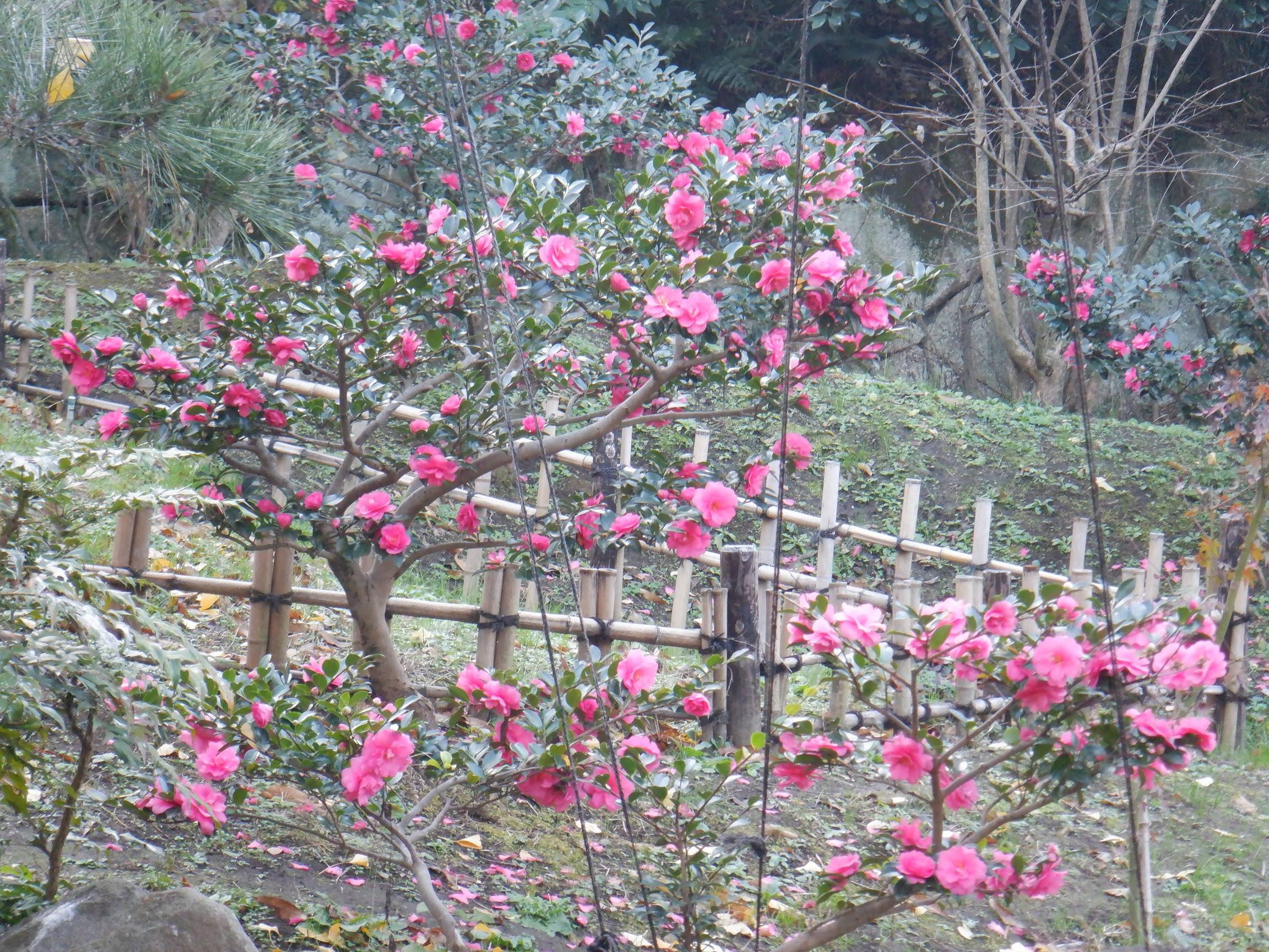椿(ツバキ)の写真