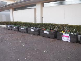 横浜花き展覧会の出品のお花です！