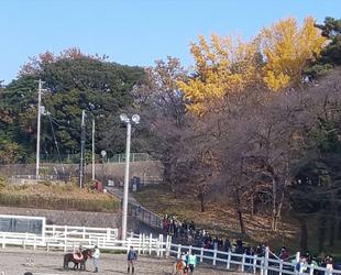 「馬に親しむ会」を再開しました。