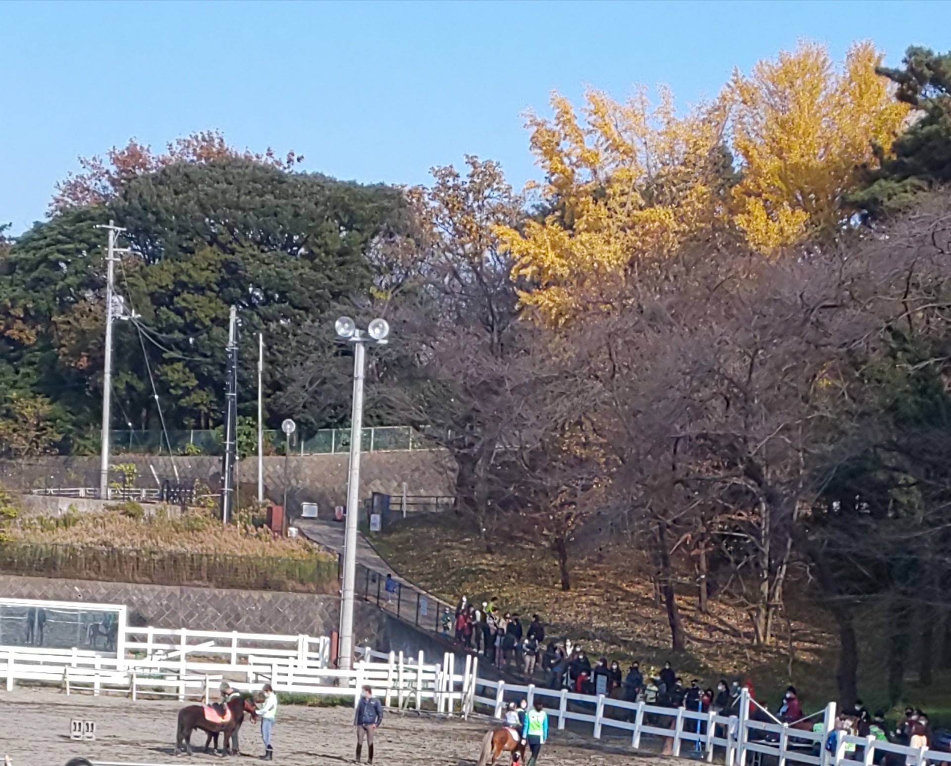 「馬に親しむ会」を再開しました。の写真