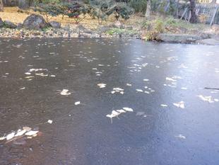 池一面に氷が張りました