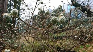 ミツマタ(三叉）