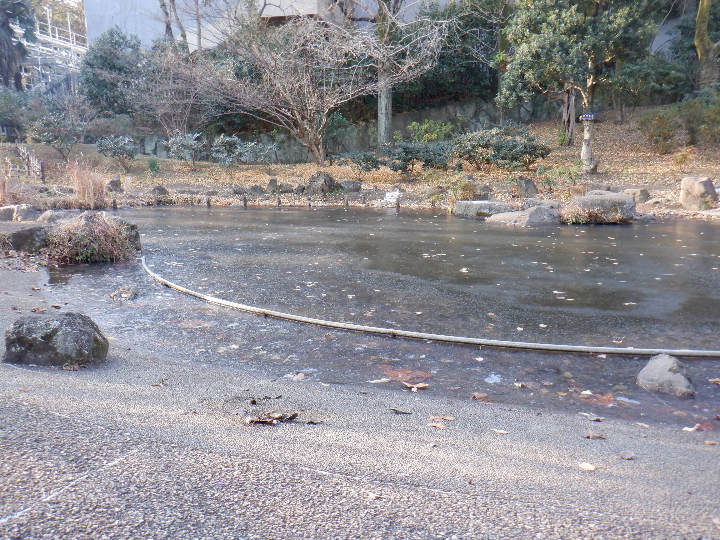 池の氷~vol.2の写真