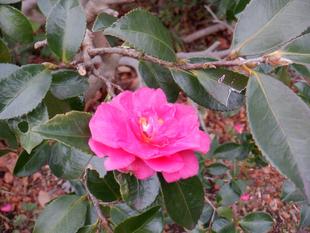 椿（ツバキ）～vol.2