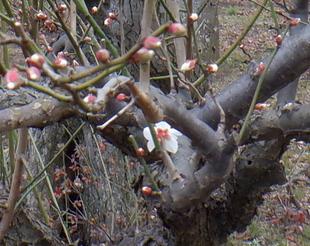 梅が咲き始めました！