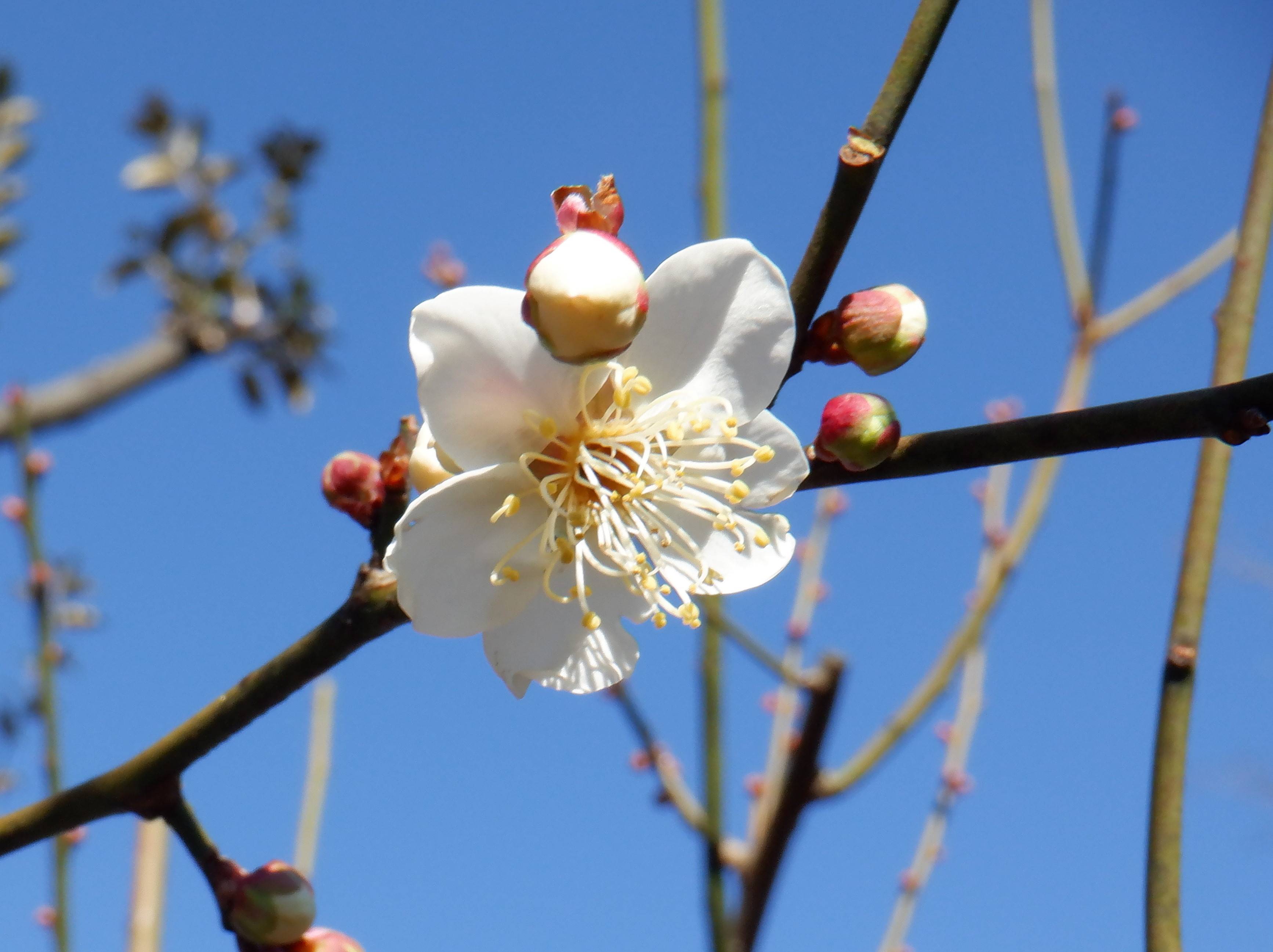 ウメ(梅)～vol.2の写真