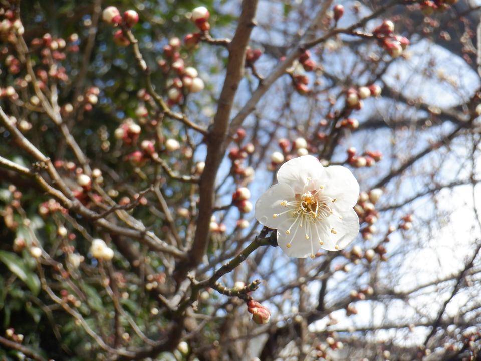 ウメ(梅)~vol.3の写真