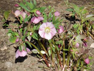 クリスマスローズが咲き始めました