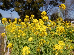 菜の花が満開です