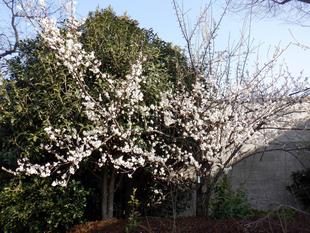 ウメ(梅)~vol.4 満開になりました