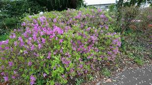 ミツバツツジが咲いています