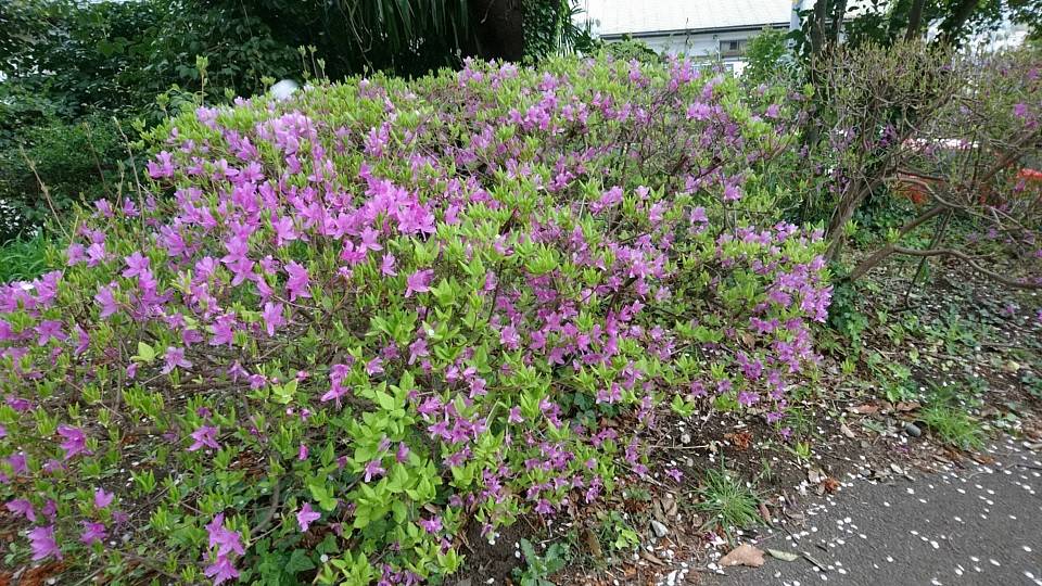 ミツバツツジが咲いていますの写真